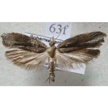 Ypsolopha horridella (Treitschke, 1835) Czech63f